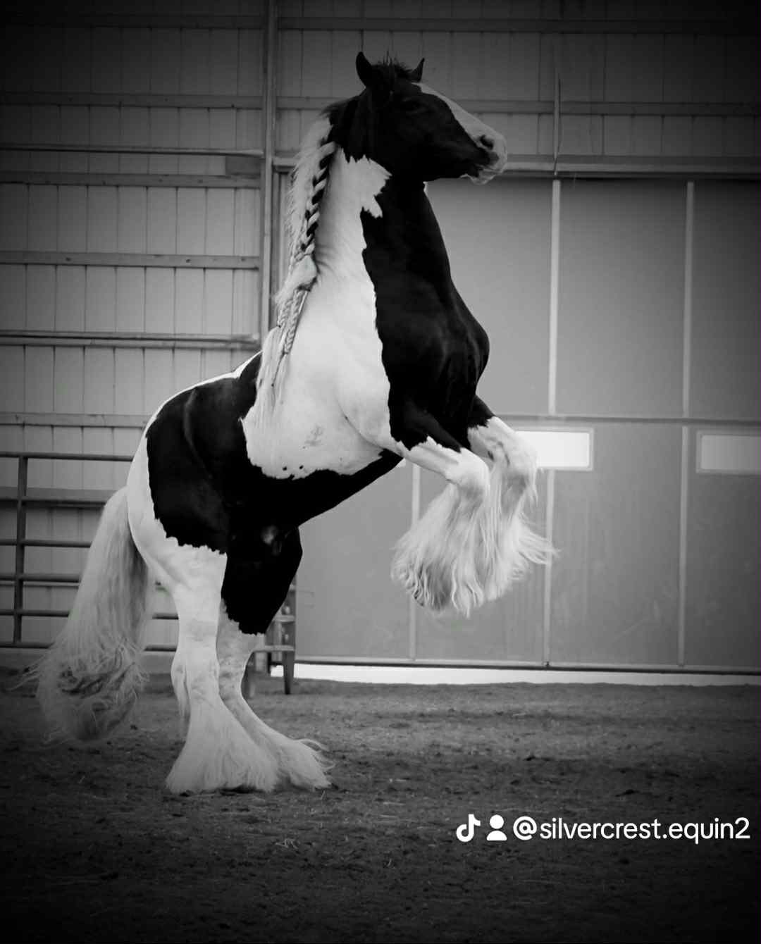 Liberty and Trick Training with Eli and Hannah Stutzman