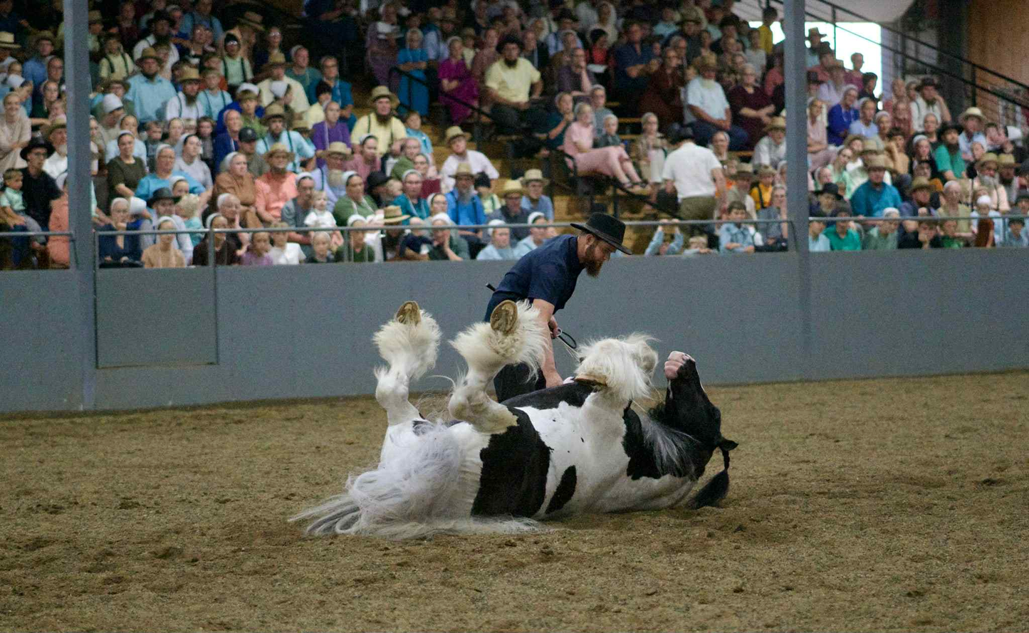 Liberty and Trick Training with Eli and Hannah Stutzman