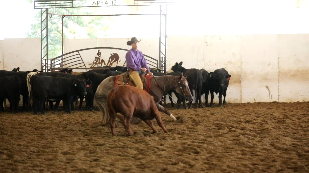 Cutting and Herd Work with Terry Tietjen